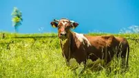 Cow and the Summer Meadow.Dairy Cow Stands in Her Pasture. Farming Theme.